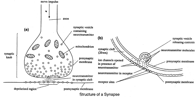 1131_structure of synapse.png